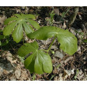 Mandrake Cut 1oz (Podophyllum peltatum)